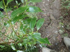 Cinnamomum insularimontanum