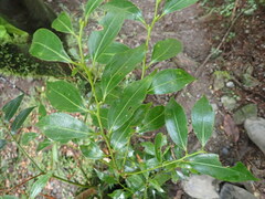 Cinnamomum insularimontanum