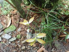 Cinnamomum insularimontanum