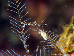 Caprella