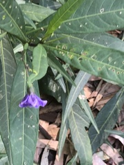 Solanum laciniatum