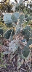 Opuntia alta