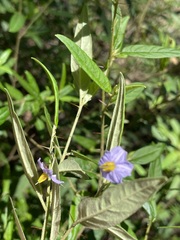 Solanum parvifolium