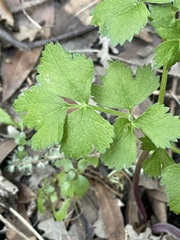 Tauschia kelloggii