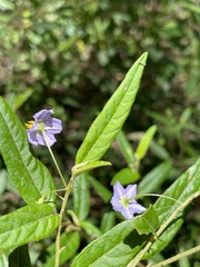 Solanum parvifolium
