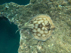 Urobatis concentricus