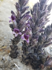 Aphyllon cooperi