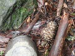 Pinus armandi mastersiana