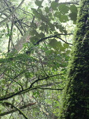 Sinopanax formosanus