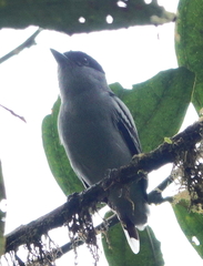 Pachyramphus polychopterus dorsalis