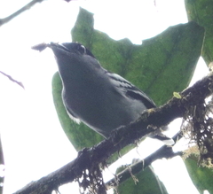 Pachyramphus polychopterus dorsalis