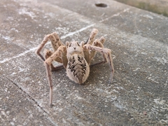 Dolomedes dondalei