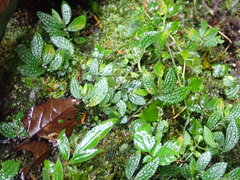 Elatostema parvum