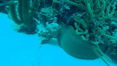 Gymnothorax funebris