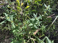 Spermacoce multicaulis