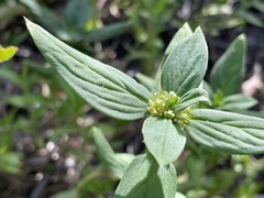 Spermacoce multicaulis
