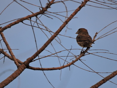 Haemorhous mexicanus