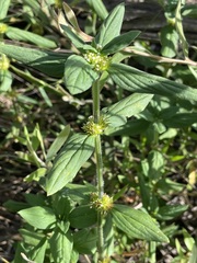 Spermacoce multicaulis