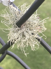 Ramalina stenospora