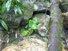 Petasites formosanus