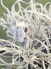Ramalina stenospora