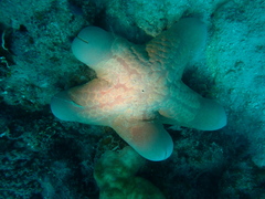 Choriaster granulatus