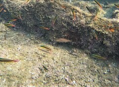 Scarus rubroviolaceus