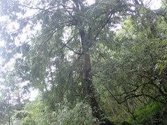 Chamaecyparis formosensis