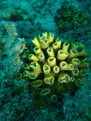 Caulastraea furcata