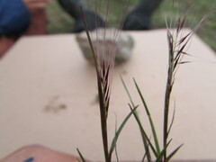 Muhlenbergia implicata