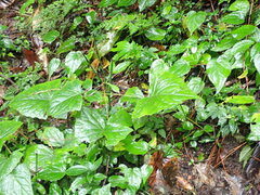 Notoseris melanantha