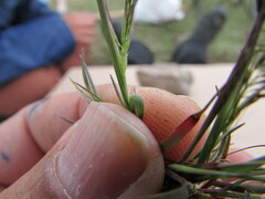 Muhlenbergia implicata
