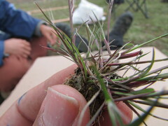 Muhlenbergia implicata
