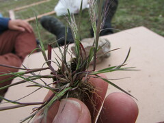 Muhlenbergia implicata