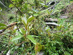 Litsea morrisonensis