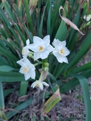 Narcissus