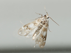 Hygraula nitens