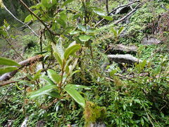 Litsea morrisonensis