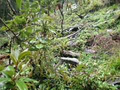 Litsea morrisonensis