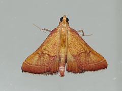 Endotricha pyrosalis