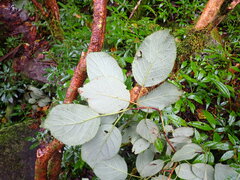 Hydrangea aspera