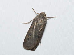 Agrotis infusa
