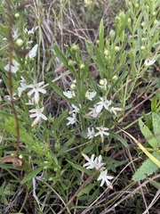 Teucrium integrifolium