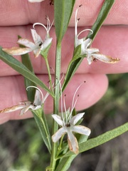 Teucrium integrifolium