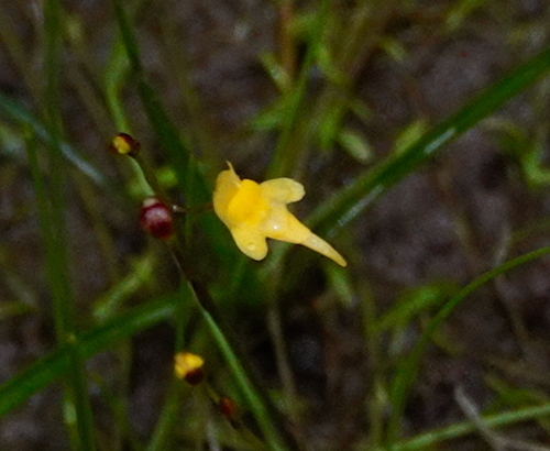 Image of Utricularia pusilla by (c) desertnaturalist, some rights reserved (CC BY)