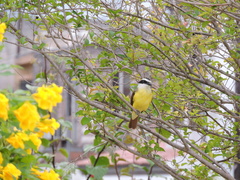 Pitangus sulphuratus