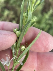 Teucrium integrifolium