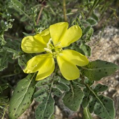 Oenothera primiveris