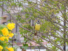 Pitangus sulphuratus