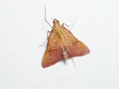 Endotricha pyrosalis